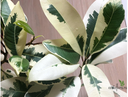 Ficus Microcarpa albomarginata / фикус микрокарпа вариегатный альба