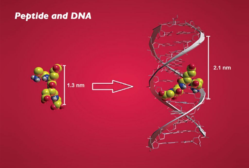 Пептиды и молекула ДНК