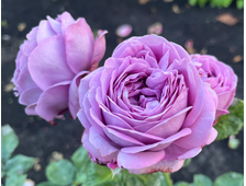 Японские розы Весна