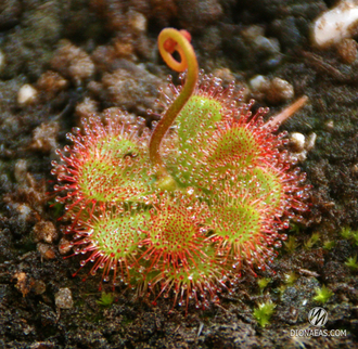 Drosera Dielsiana