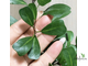 Ficus lingua triangle / Фикус Язычковый