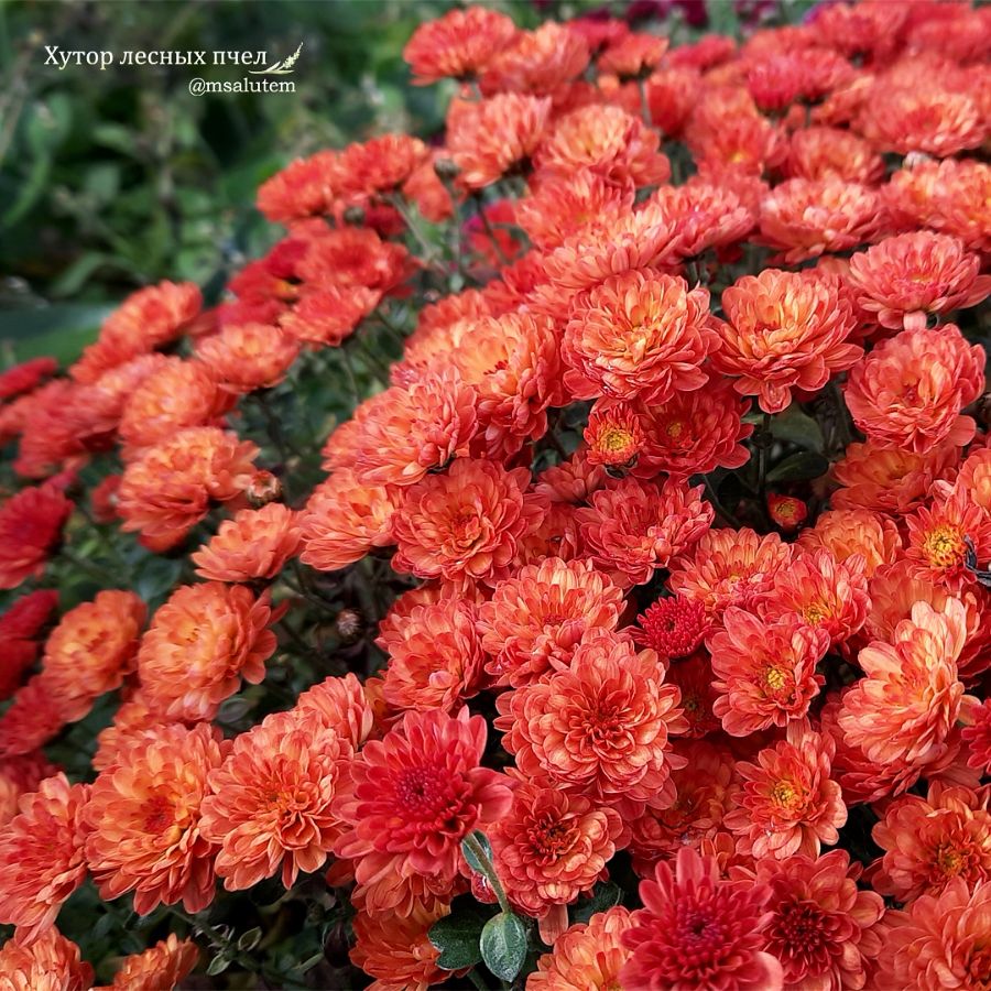 Chrysanthemum Gigi Coral  Хризантема мультифлора Джиджи Корал