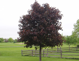 Клён остролистный Кримсон Кинг (Acer platanoides Crimson King)(180-220/15-20л)