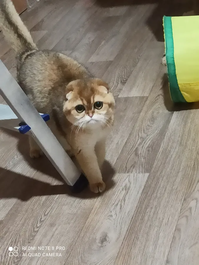 Скоттиш-фолд Оприша