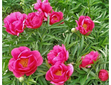 КОРАЛ ФЕЙ (Paeonia Coral Fay)
