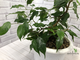 Ficus Benjamina Wiandi / фикус вианди