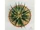 Aloe haworthioides