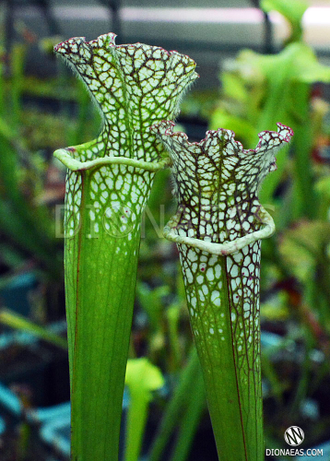 Sarracenia Leucophylla hybrid 2
