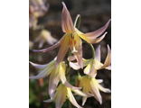 Erythronium h. Joanna