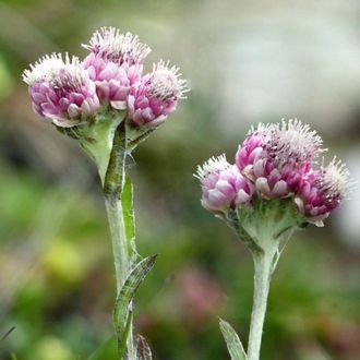 Кошачья лапка С1,5 (Антеннария)