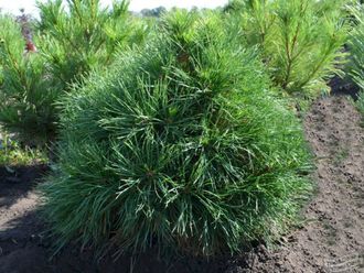 Глобоза Виридиз сосна обыкновенная (Pinus sylvestris Globosa Viridis) (20-40см/5л)