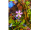 Drosera Capensis Red Leaf