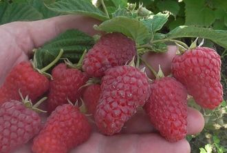 Малина Гигант Московский С5