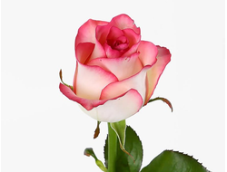 роза россия розовая