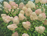 Грандифлора гортензия метельчатая (Hydrangea paniculata Grandiflora)