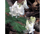 Dicentra сanadensis