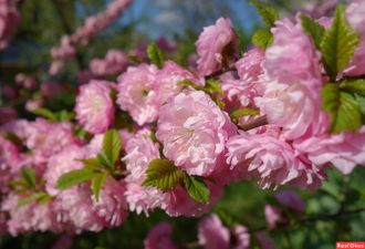 Миндаль трехлопастной(Prunus Triloba) на штамбе