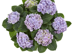 Флорентина Блю (Hydrangea macrophylla Florentina Blue). Контейнер С-12