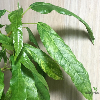 Ficus Racemosa Gold variegata / фикус ракемоза вариегатный желтый