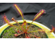 Drosera Capensis Rubra