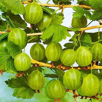 Крыжовник Уральский бесшипный (С5)