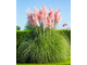 Пампасная трава (Cortaderia selloana) MIX