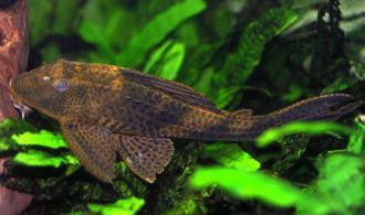 Плекостомус (Hypostomus plecostomus)