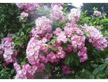 Мускусные гибриды Весна