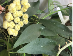 Hoya Mirabilis 'Clone B'