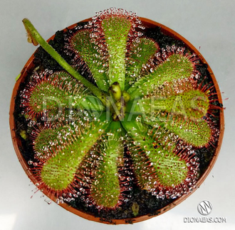 Drosera Coccicaulis - Drosera venusta, Drosera natalensis