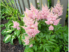 Астильба Арендса Сестер Тереза