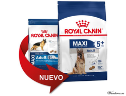 Royal Canin Maxi Adult 5+ Роял Канин Макси Эдалт 5+ корм для собак крупных пород в возрасте с 5 до 8 лет, 4 кг