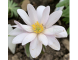 Sanguinaria canadensis “Armstrong’s Pink”