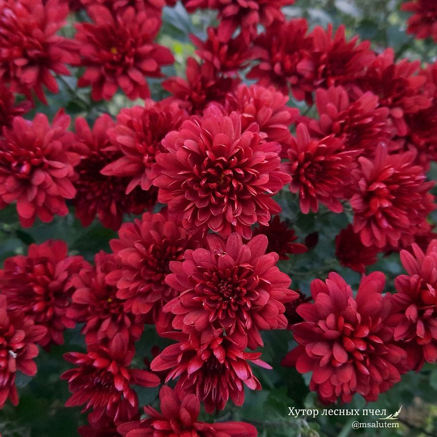 Chrysanthemum Sunbeam Red  Хризантема мультифлора Санбим Ред