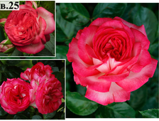 Плетистые розы - Сорт Aнтик (Аntike).