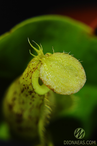 Непентес Хукериана | Nepenthes Hookeriana