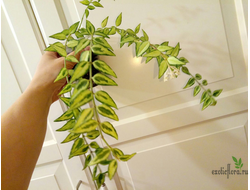 Hoya lanceolata ssp. bella Luis Buis (double variegata)