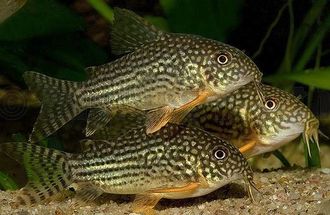 Коридорас Штерба (Corydoras sterbai) 3 см