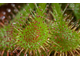 Drosera Spatulata