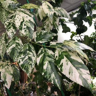 Ficus Erecta variegata / фикус эректа вариегатный