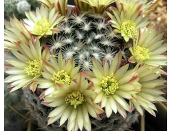 Mammillaria duwei L1577 - 5 семян