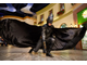 batman, бетмен, бэтмен, маска, масочка, на голову, чёрная, с ушками, латексная, резиновая, их фильма