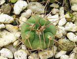 Gymnocalycium mostii v. genseri VG 1085