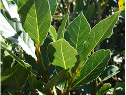 Лавр (Laurus nobilis) молодые листья (5 мл) - 100% натуральное эфирное масло