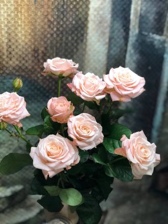 630 Кустовая роза