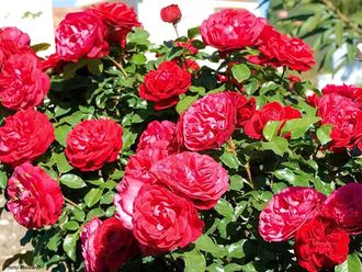 Мона Лиза (Mona Lisa) . Meilland Мона Лиза (Mona Lisa) . Meilland