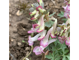 Corydalis solida “Coscoroba”