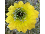 Adonis Pleniflora