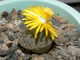 Lithops hookeri v.susannae C091