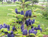 Пихта корейская (Abies Koreana)